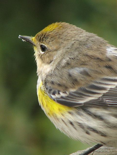 Yellow-rumped Warbler